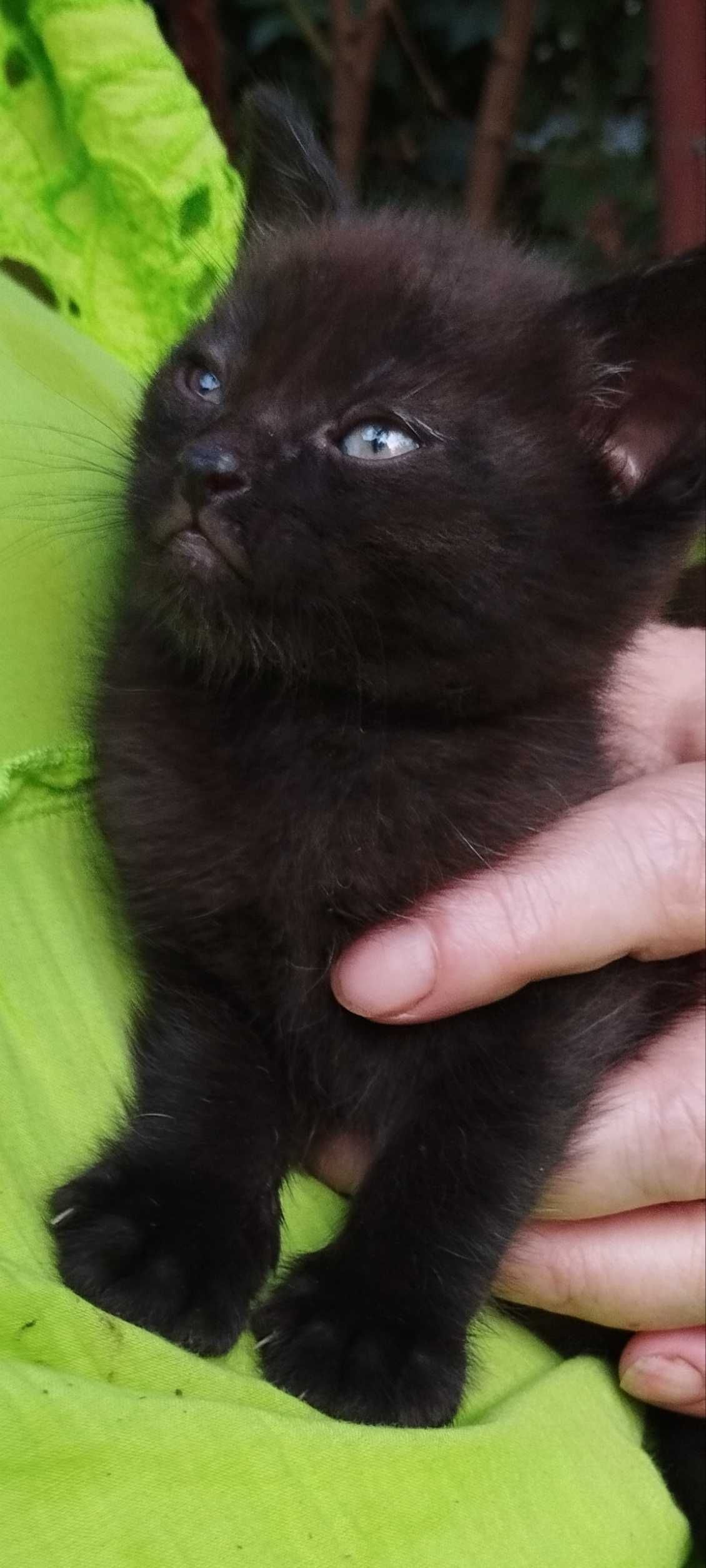 Віддам гарнесеньких кошенят
