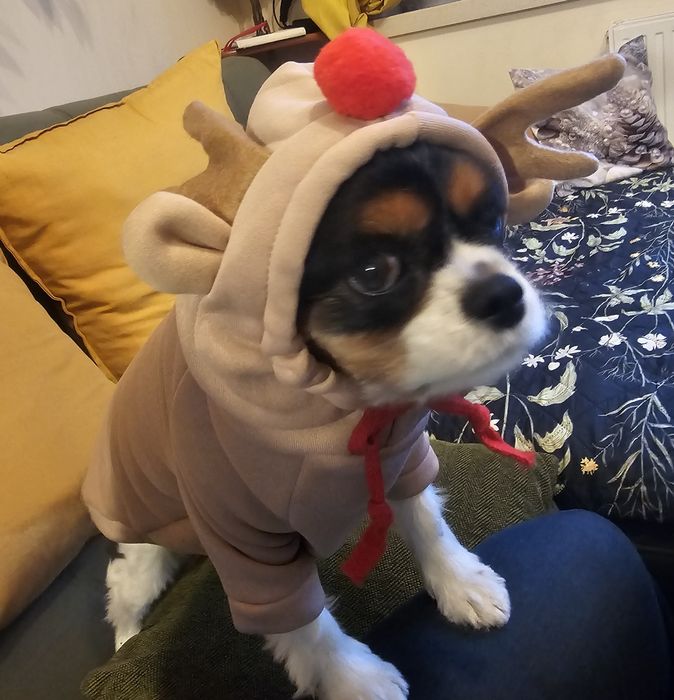 Ubranko świąteczne dla psa