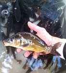 Karp kroczek 15-20cm cm Dostępny, Jesiotr, węgorz, Lin, Amur