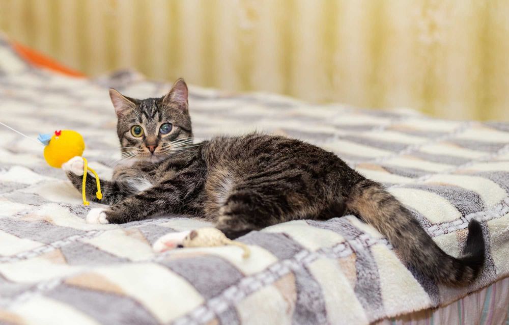 Котик Масік шукає родину