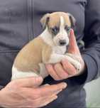Whippet ZKwP suczka Revirado FCI