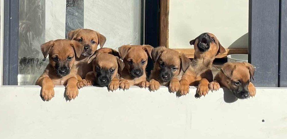 Cudne malutkie szczeniaczki szukają domów