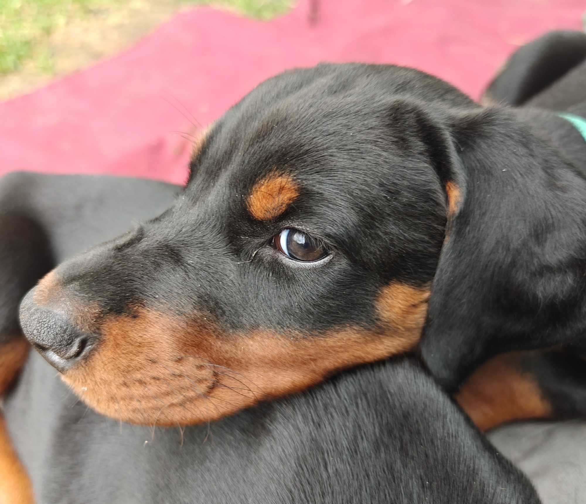 Suczka dobermana FCI po Championie z bardzo dobrym rodowodem ZKwP