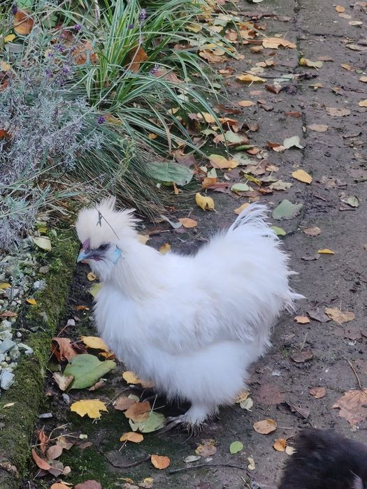 Kogut silka USA, silki, biały, z mają.