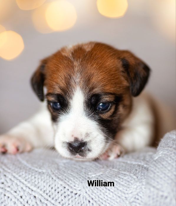 Jack Russell Terrier samiec William