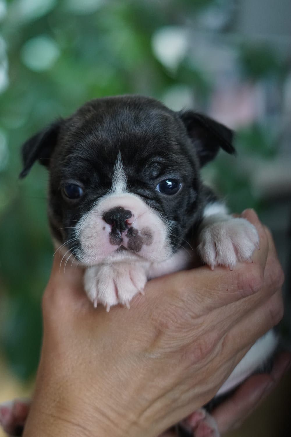 Boston Terrier suczka z rodowodem ZKwP/ FCI