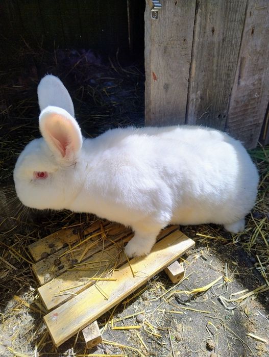 Samica nowozelandzka biała