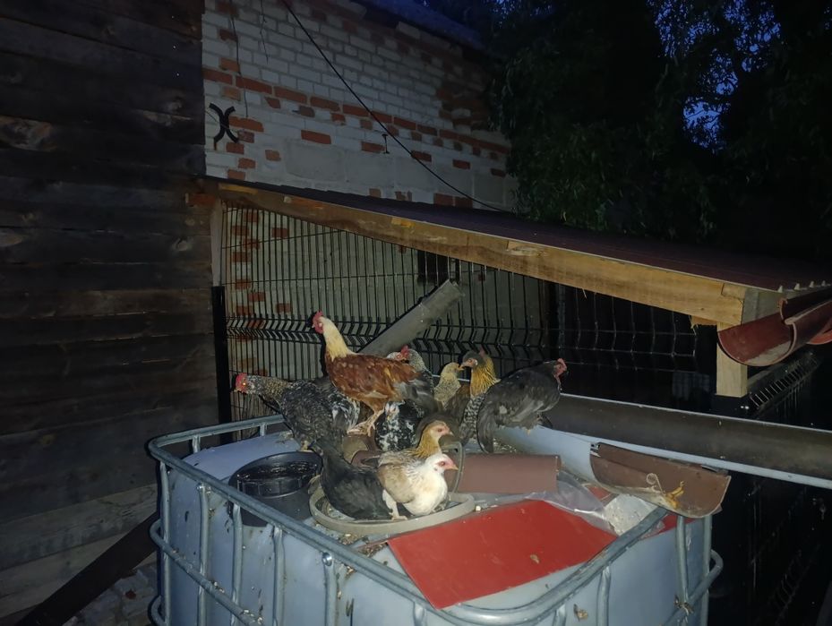 Witam posiadam na sprzedaż liliputy same koguty