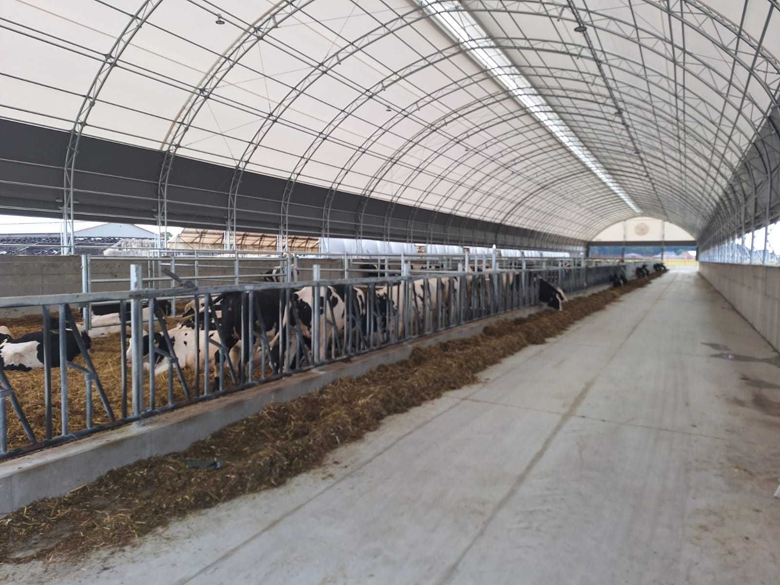 Oryginalne HaleNaBale.pl pod bydło 16x30 wietrz. boczne i kalenicowe