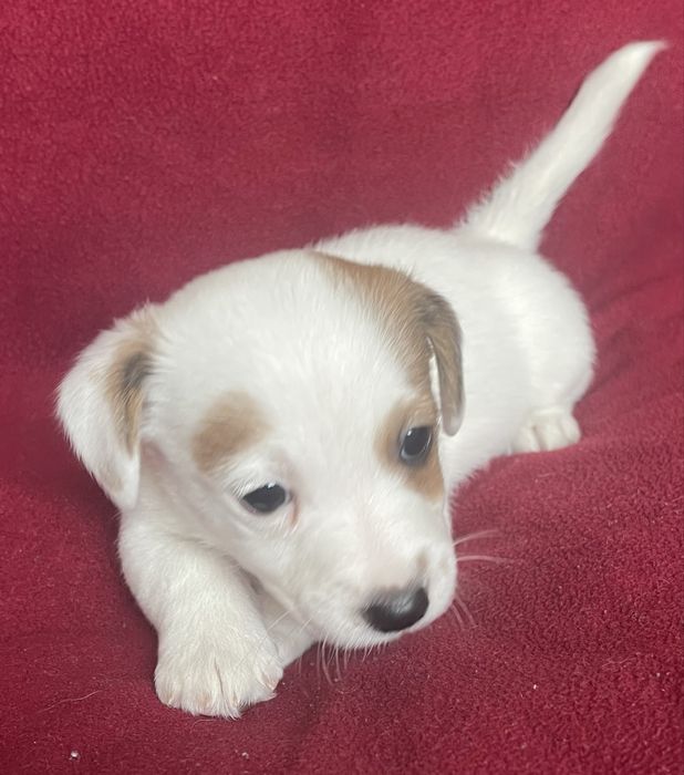 Цуценя Джек Рассел терʼєр. Хлопчик