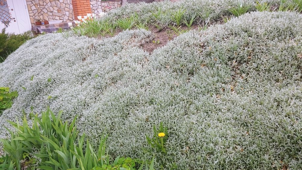 Ясколка. Трава. Самовивіз.