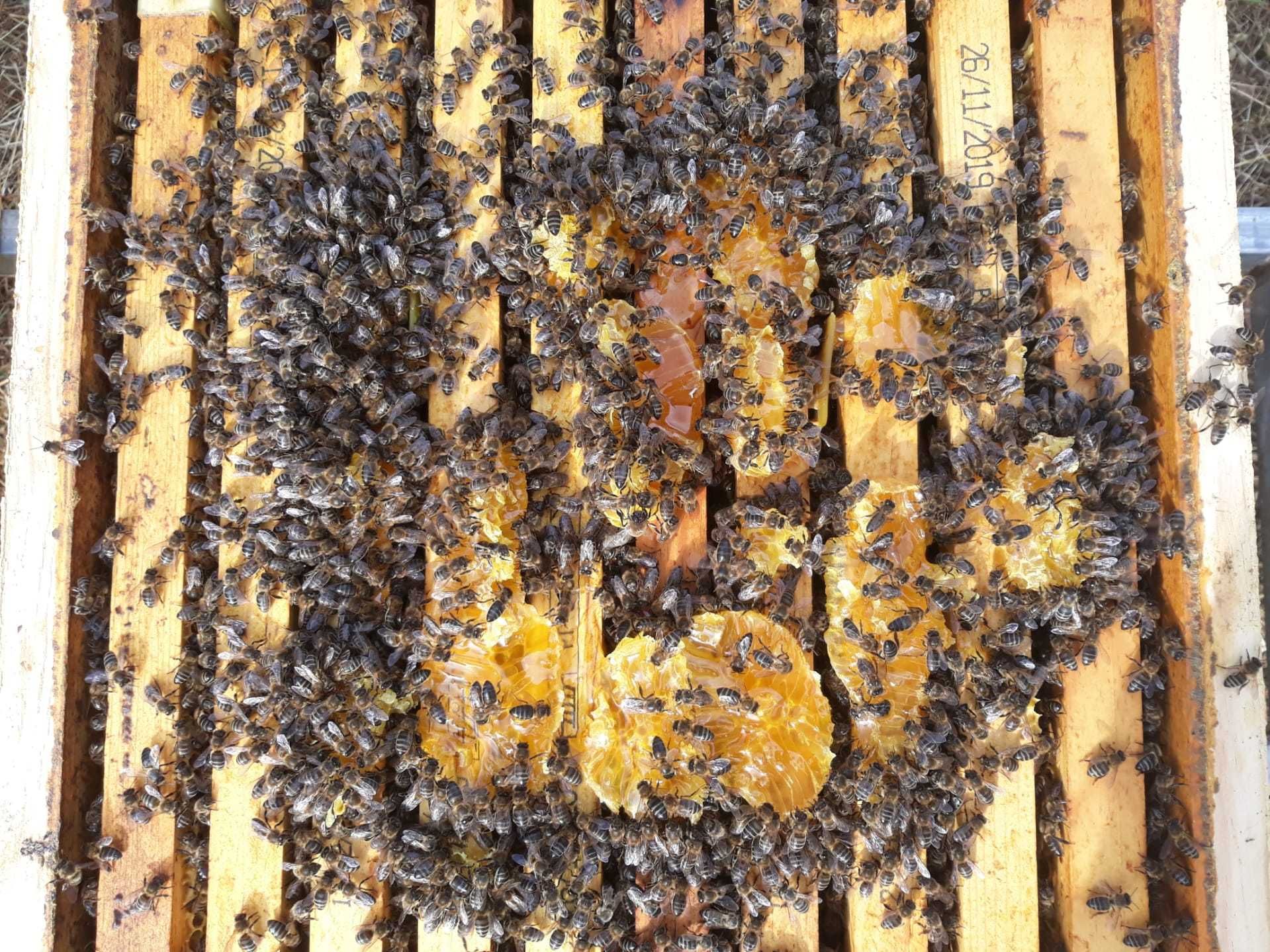 Enxames 10 quadros abelhas + colmeia + cera = tudo incluido