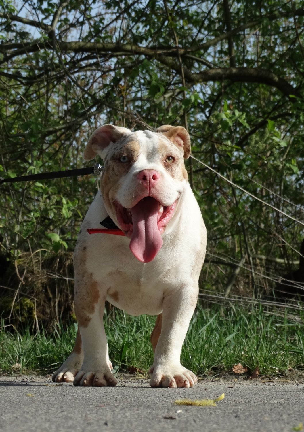 American Bully typ pocket CowboyLine