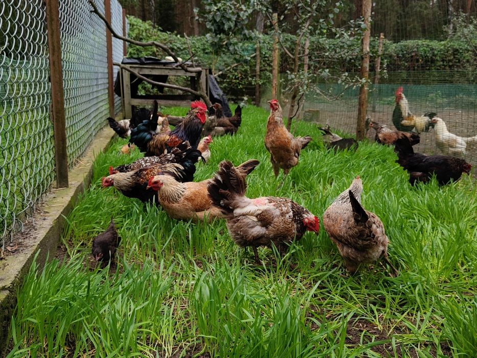 Jajka lęgowe, kury w typie zagrodowym, zagrodówki