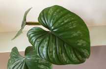 Philodendron plowmanii "red veins" #1