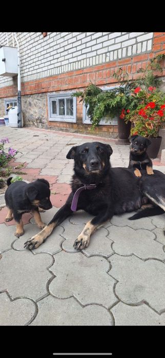 Віддам  цуценя   в добрі руки