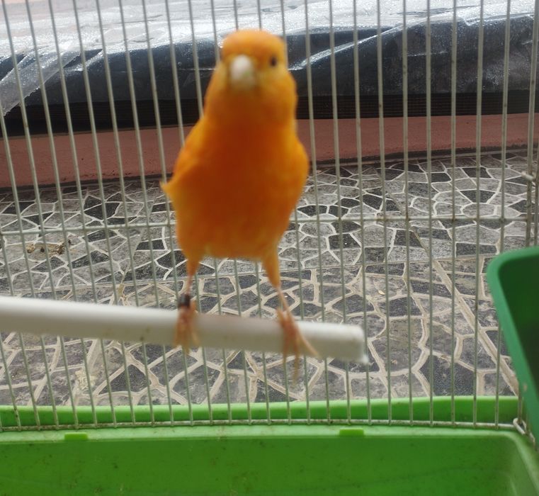 Canário macho 2025 cantor