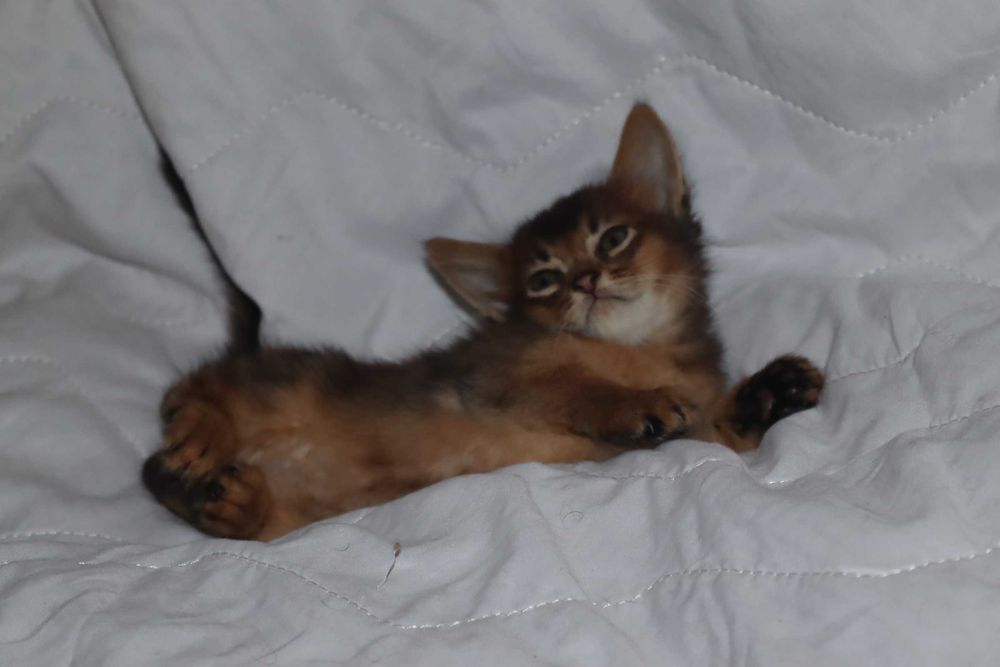 Сомалийская порода кошек Абиссинцы длинники редчайшая