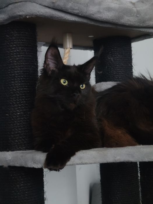 Piękna czarna kotka Maine Coon rodowód FPL