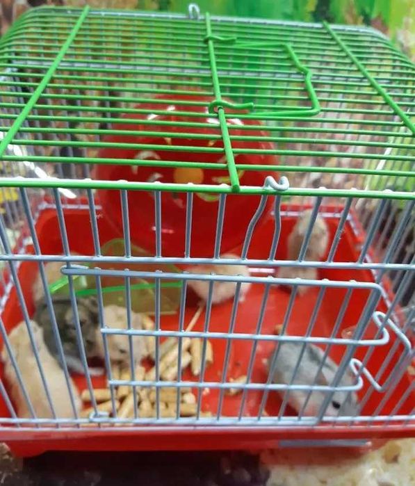 Джунгарські хомяки ,карликові хомячки ,хомяк