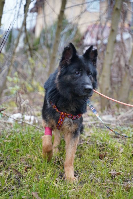 Klara w typie ON szuka domu!