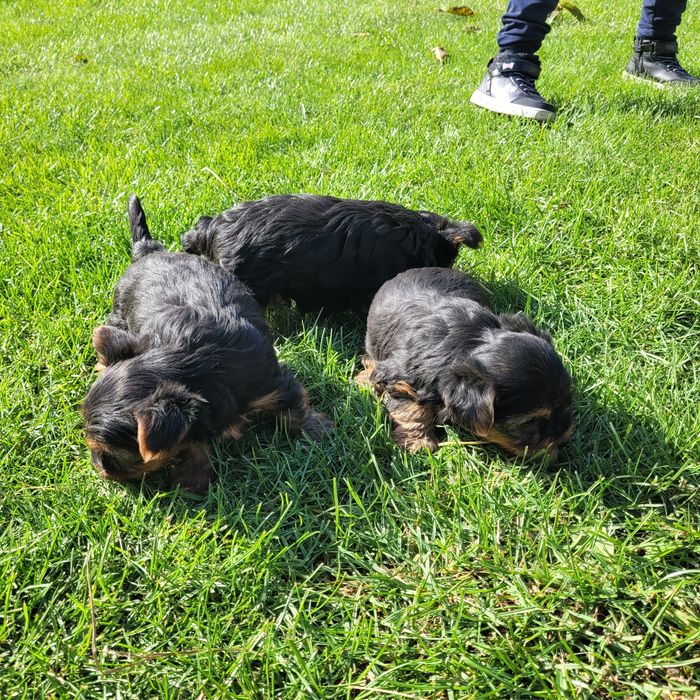 Yorkshire terrier