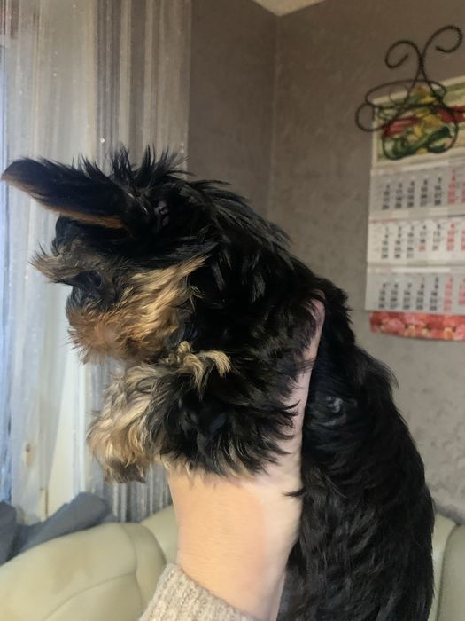 Продається цуценя йоркширського терьєра