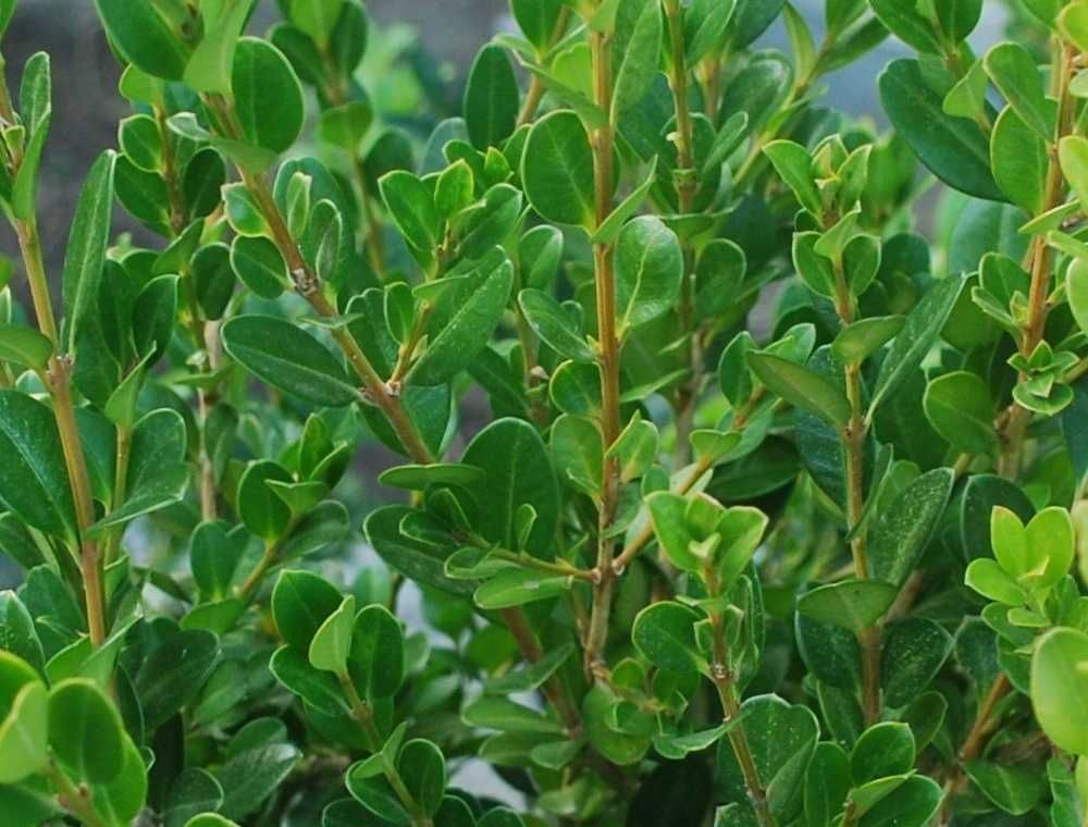 Bukszpan sinica 'Wintergreen' Buxus sinica 042