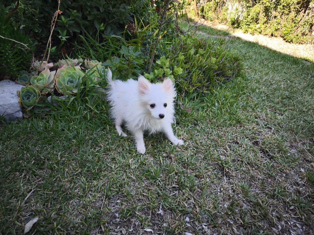 Spitz alemão anão fêmea Lulu da Pomerânia criado em ambiente familiar