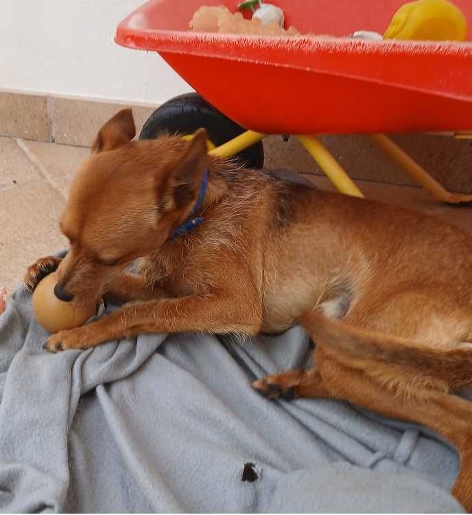 Cão para adoção responsável