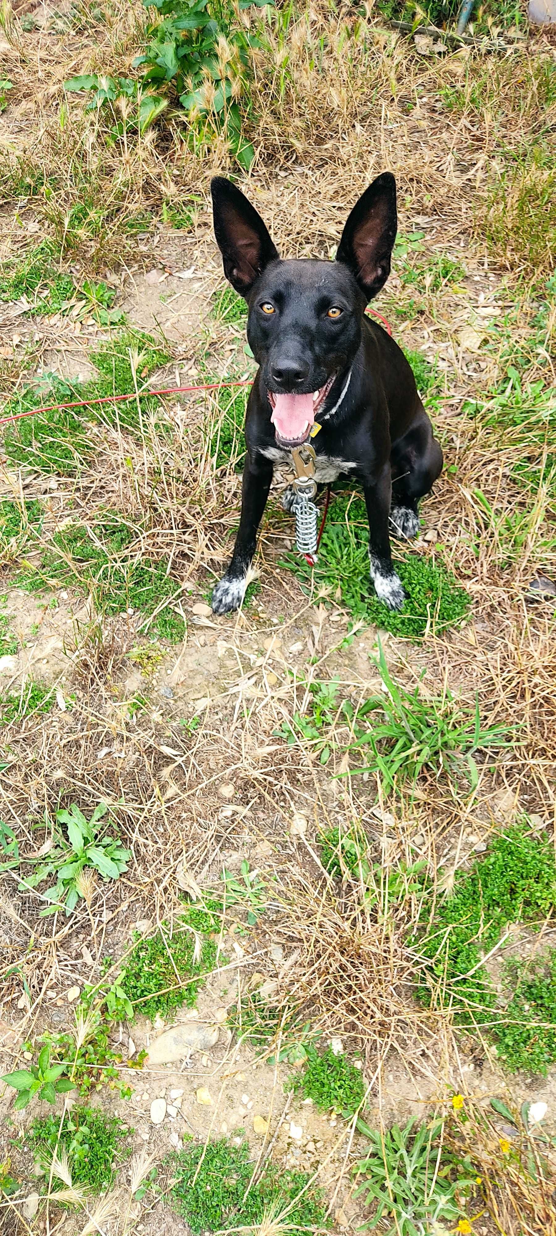 Procura-se um lar amoroso para cão adotivo.