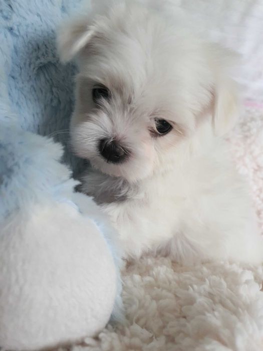 Pieski Maltańczyki Mini z rodowodem, pełna dokumentacja.