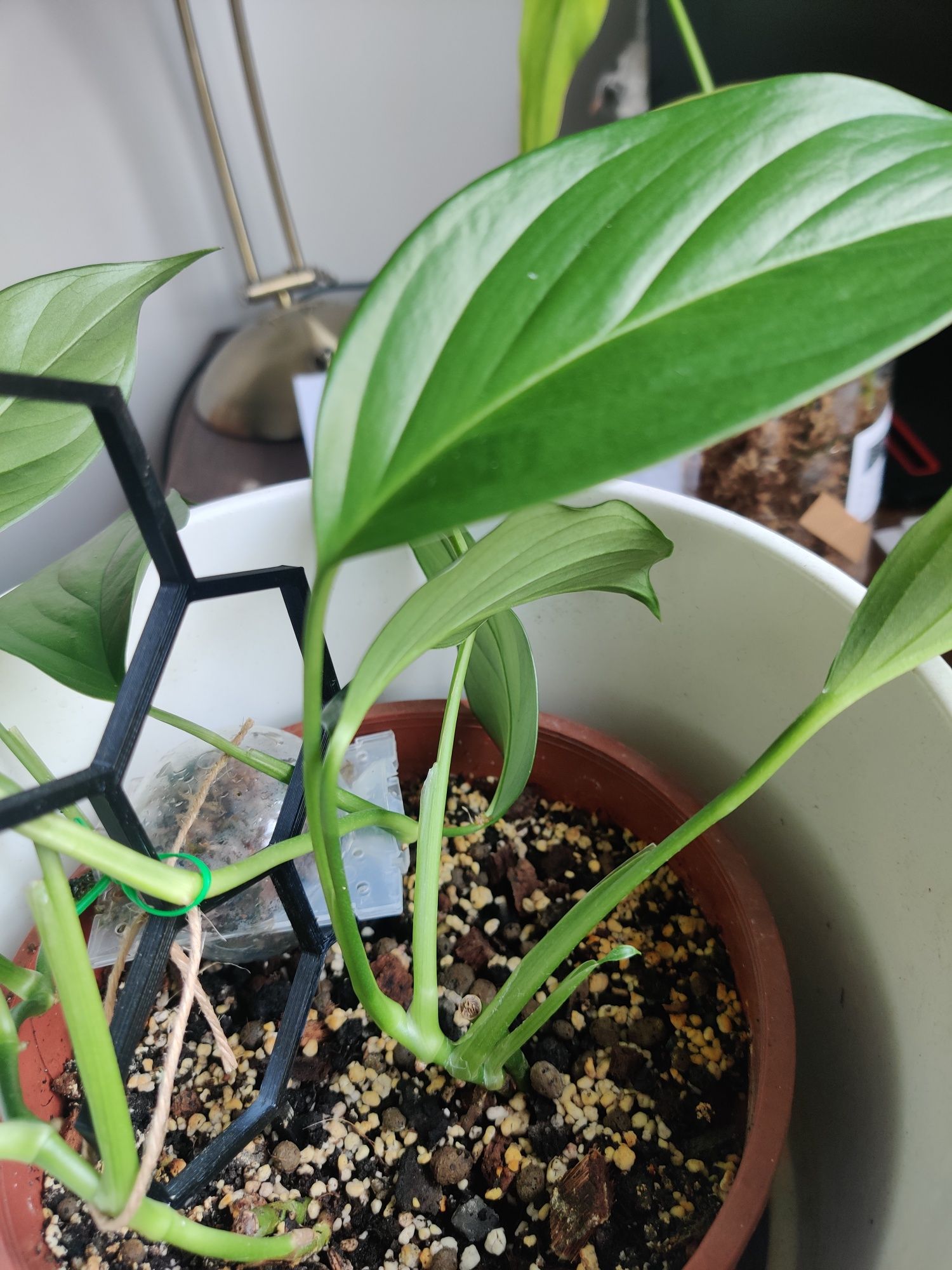 Monstera acacoyaguensis kolekcjonerska sadzonka