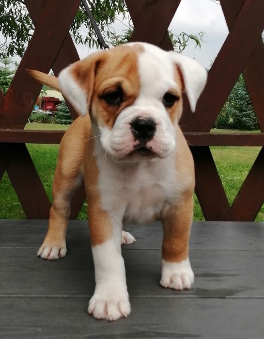 Bulldog Kontynentalny