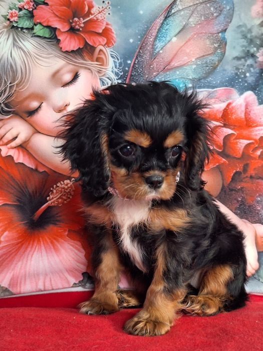 Cavalier King Charles Spaniel suczka z paszportem i rodowodem