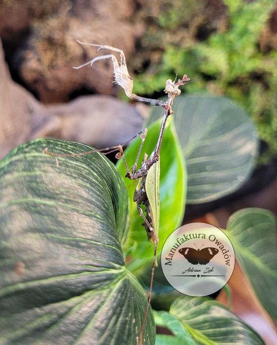 Modliszka Sibylla pretiosa L3/4