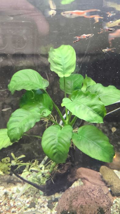 rośliny ANUBIAS akwarium