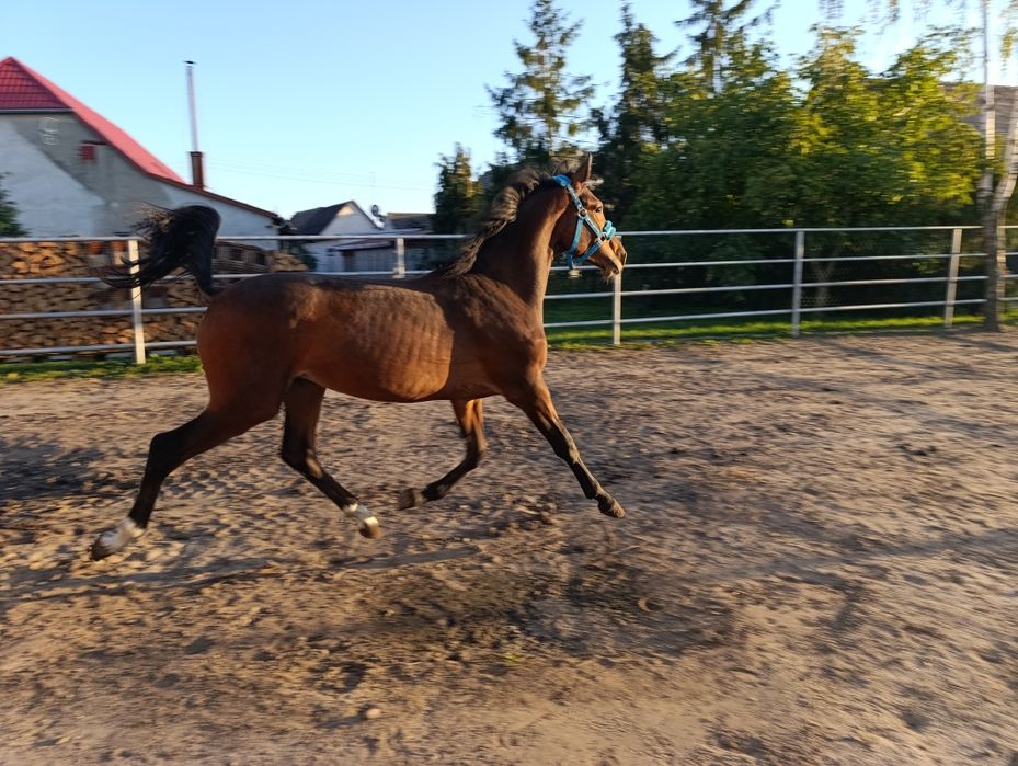 Ogierek po BLITZ AL Z