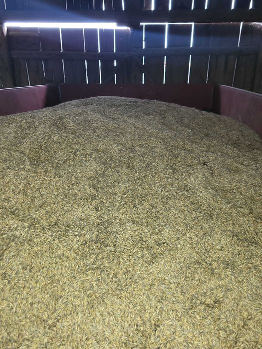 Sprzedam owies  2025