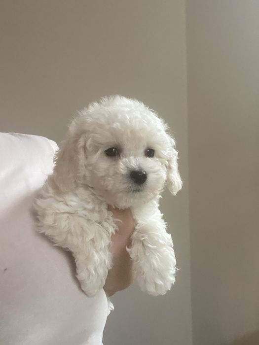 Pudel Miniaturowy FCI/ sunia