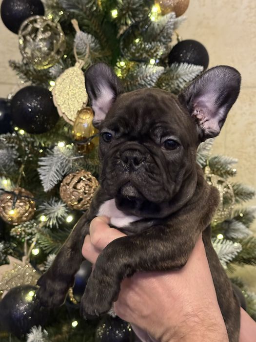 Buldog Francuski – Chłopcy/ rodzice FCI do rezerwacji