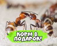 Продам экзотических муравьев сamponotus nicobarensis + корм в п