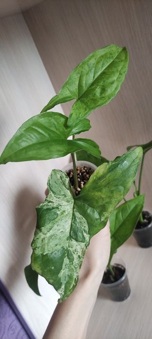 Сингониум сінгоніум   rasamee nag манго  mango pink spot конфетті