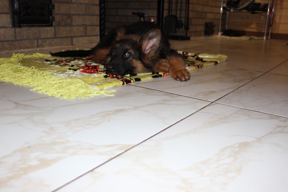 Німецька довгошерста вівчарка КСУ