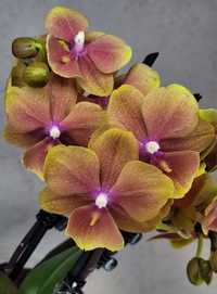 Біг ліп орхідеї орхідея орхидеи орхидея Фаленопсис