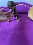 Chihuahua chłopczyk