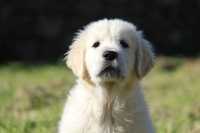 Golden Retrievier com lop e afixo