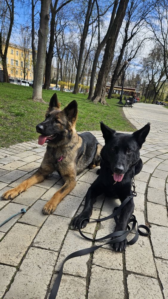 Кінолог Київ, Кинолог. Індивідуальні заняття Васильків Ірпінь Буча