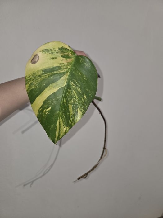 Monstera marmorata aurea