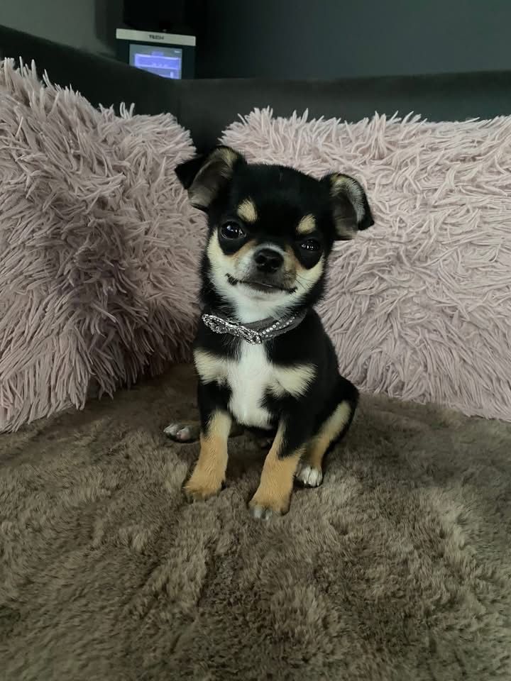 Chihuahua piesek